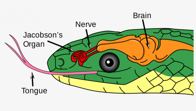 Svg Transparent Why Do Snakes Have Forked Tongues The - Jacobsonsche Organ, transparent png