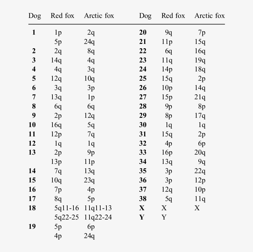 Chromosomal Correspondence Between The Dog, Red Fox - Red Fox, transparent png