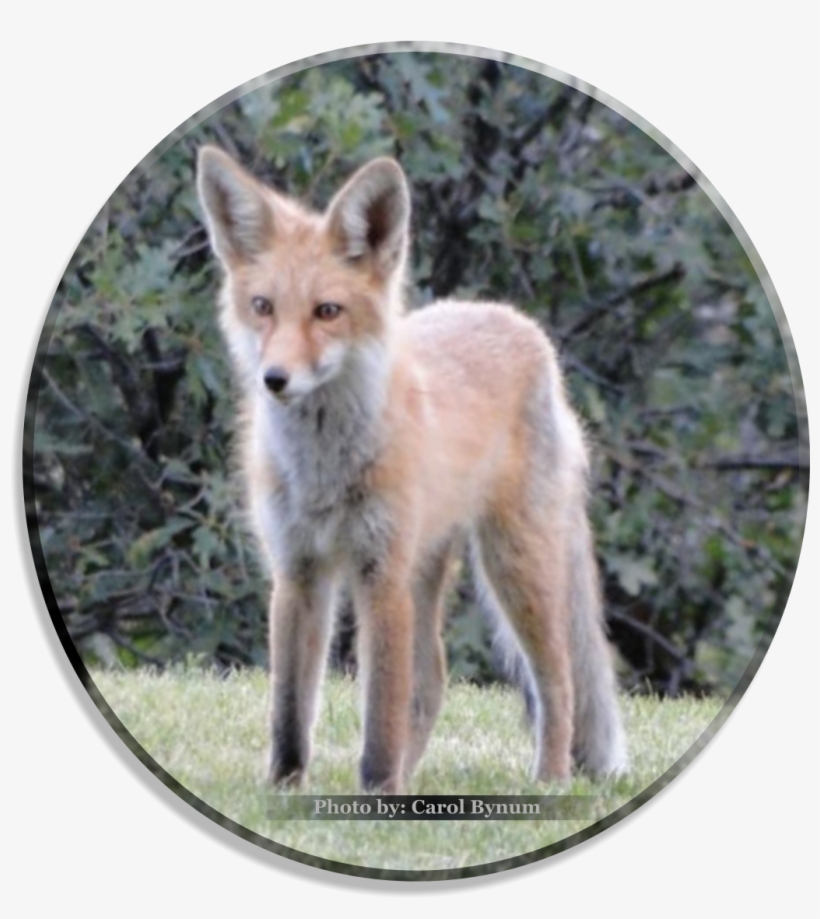 Logotype Photo By - Logo, transparent png