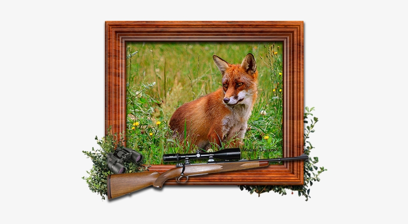 Vulpes Vulpes, transparent png