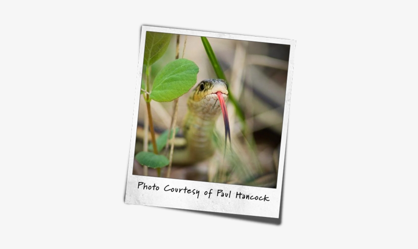 Garter Snake With Tongue Sticking Out - Manitoba, transparent png