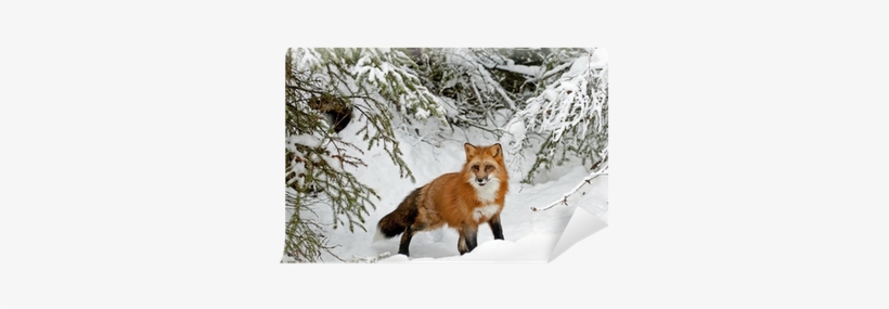Lernwerkstatt Tiere Im Winter: Kurztexte, Aufgaben,, transparent png