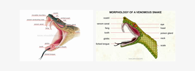 Milk Snake Comparisons Between Humans - Respiration In Snakes, transparent png
