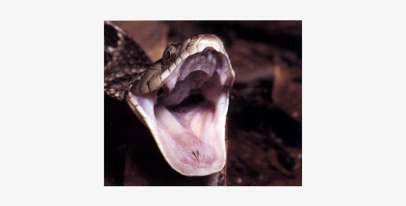 Brown Tree Snake Are Really Dangerous And Venom Is - Amphibians And Reptiles Of Costa Rica: A Herpetofauna, transparent png