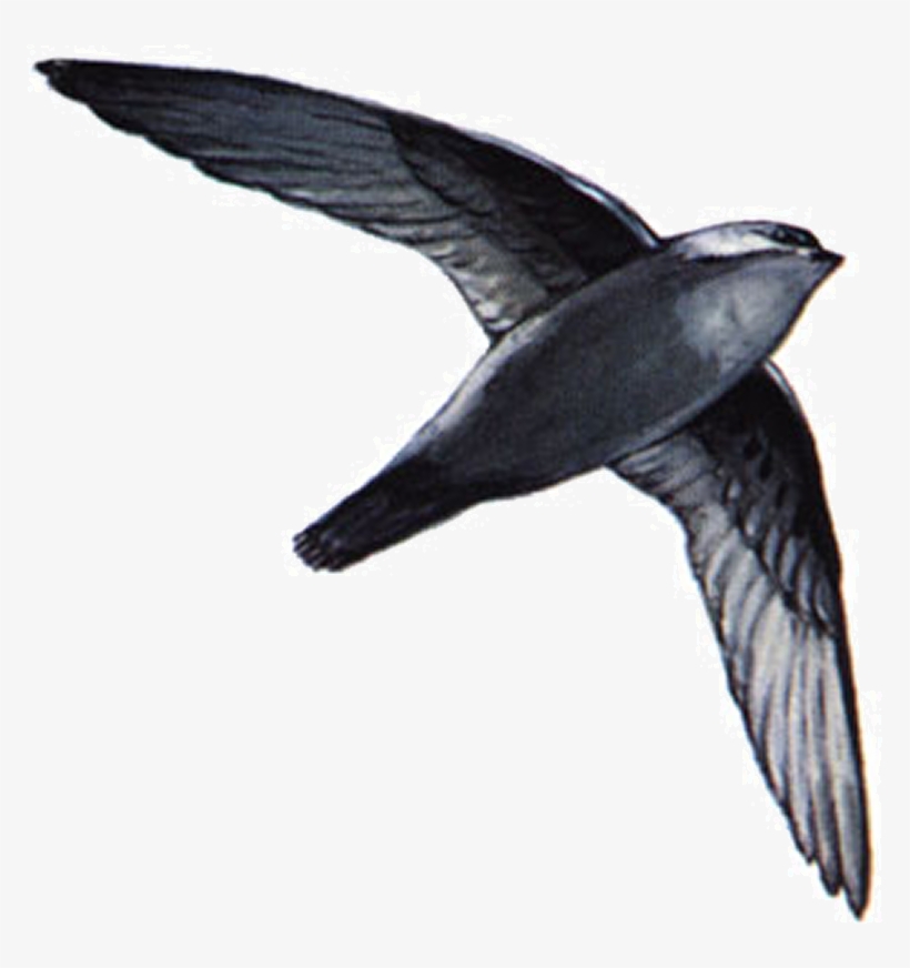 Chimney Swifts Appear In Connecticut Skies In Late - Male Chimney Sweep Bird, transparent png