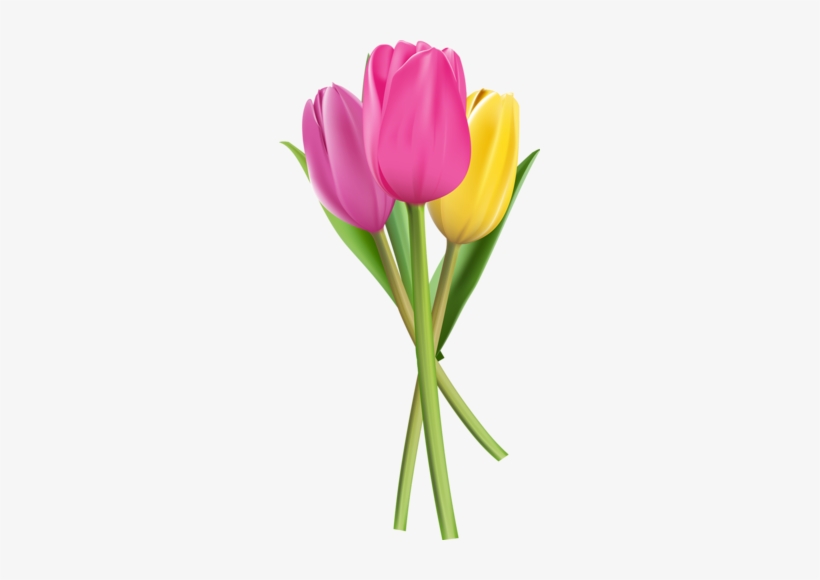 11 [átalakított] - Tulipa Png, transparent png