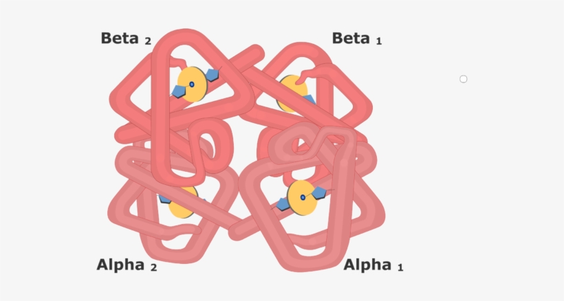 Expanded View Of The Hemoglobin Molecule - Hemoglobin And Myoglobin, transparent png