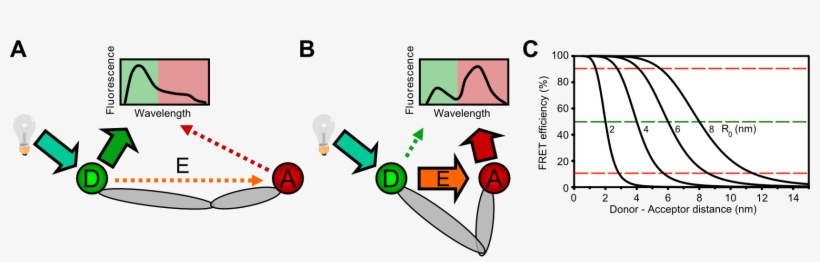 A Donor Fluorophore (green) Is Excited By A Light Source - Forster Resonance Energy Transfer, transparent png