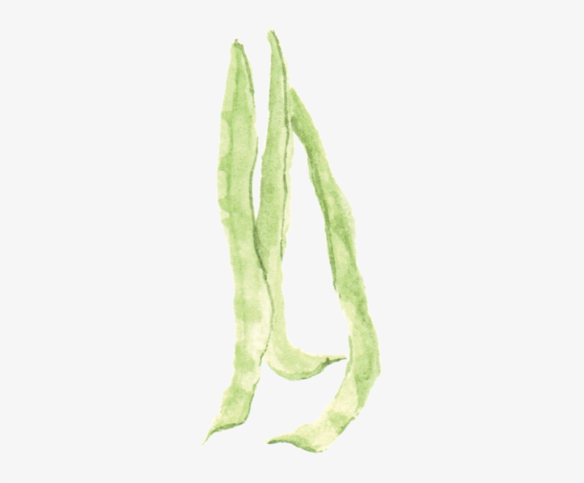 File - 四季豆greenbean - Wikimedia Commons, transparent png