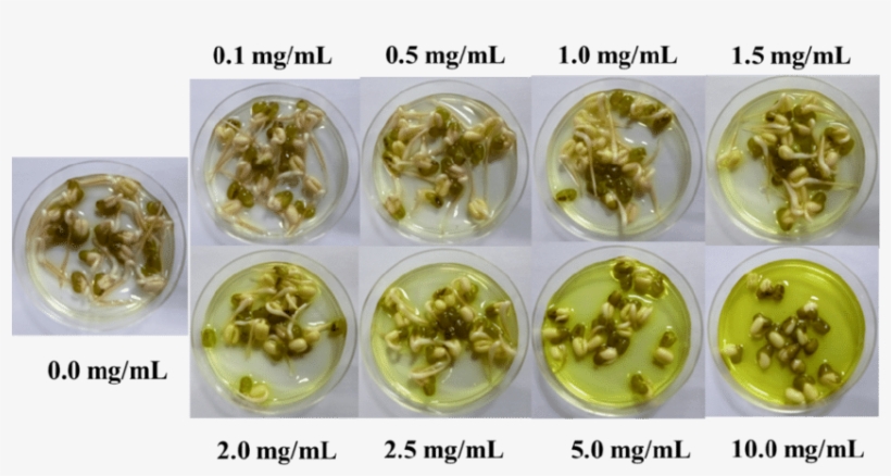 S12 Growth Of Green Beans After 48 H At Different Concentration - Mung Bean, transparent png