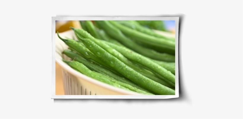 Diseases For Snap Beans, transparent png