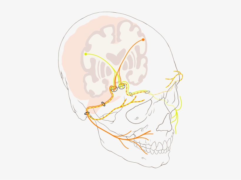 Bell 204 Picture - Facial Nerve, transparent png