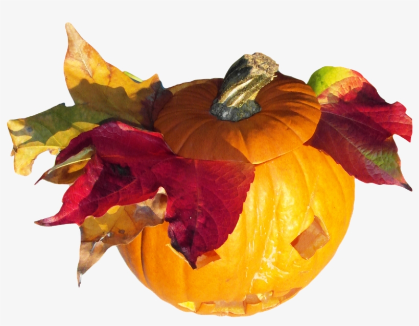 Laminated Poster Pumpkin Orange Harvest Thanksgiving - Pumpkin, transparent png
