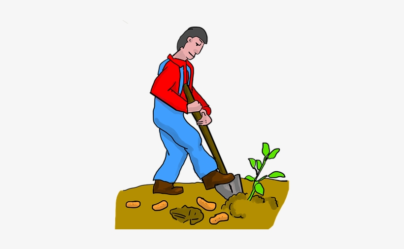 Sweet Potato, Digging, Dig, Potato, Potatoes, Farmer - Dig Imagenes, transparent png