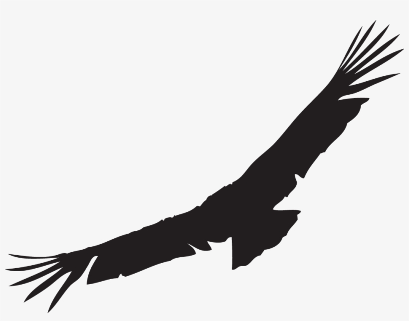 We Love The California Condor Just Another Wordpress - Condor Png, transparent png