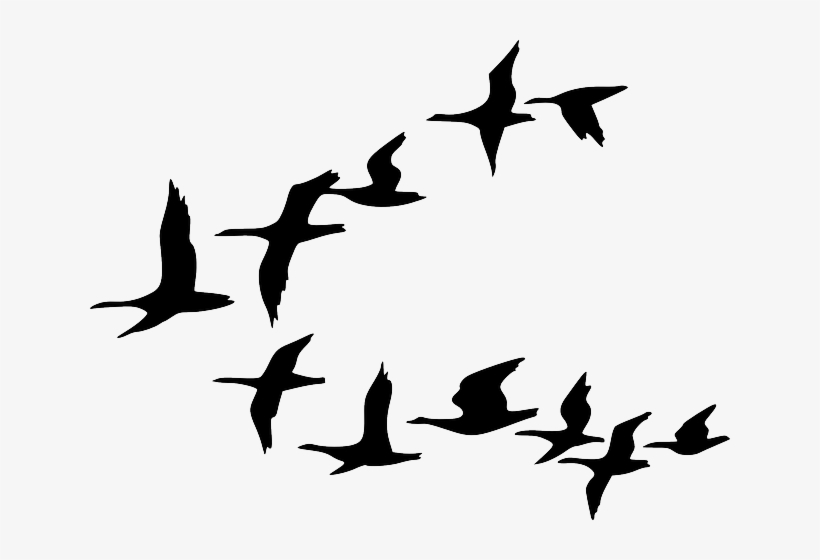Black, Outline, Canada, Drawing, Silhouette, White - Birds Flying Clip Art, transparent png