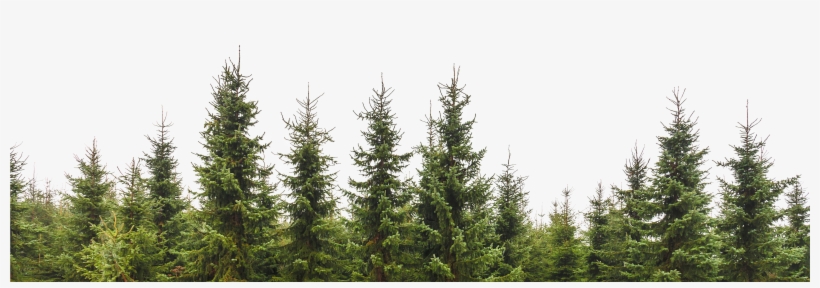 Alltrees Png 4322 215 2161 193 Rboles Pinterest Photoshop, transparent png