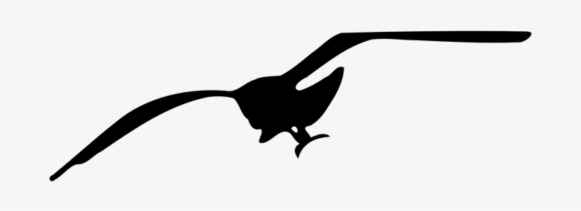 Bird Seagull Silhouette Fly Flying Seagull - Seagull Clip Art, transparent png