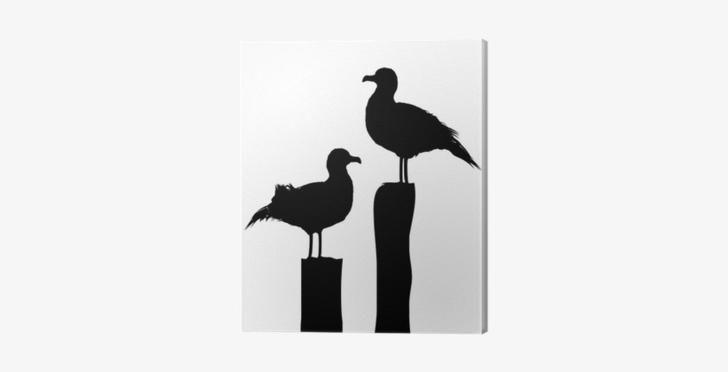 Seagull Silhouette, transparent png