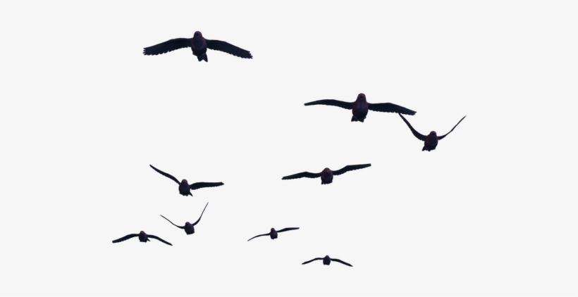 Flying Bird Png Image - Fly Bird Transparent Png, transparent png