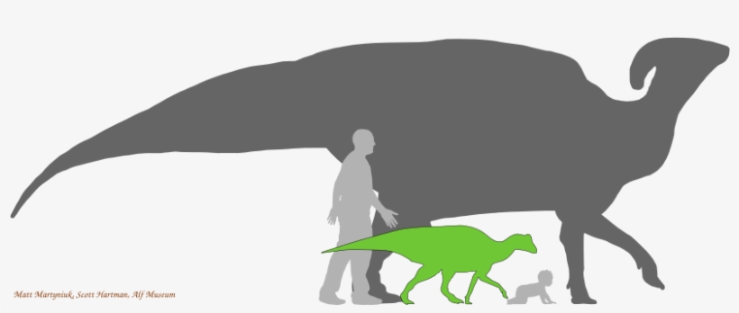 Silhouettes - Duck Billed Dinosaur Size, transparent png