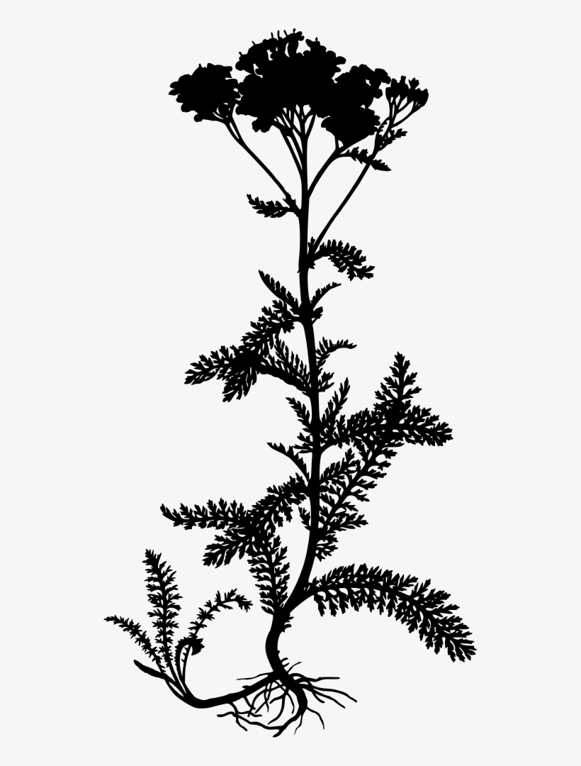 Yarrow - Achillea Millefolium, transparent png