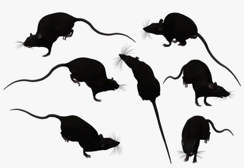 More Artists Like Coco Sealpoint Siamese Stock By Jsf1 - Rats Silhouette Transparent, transparent png
