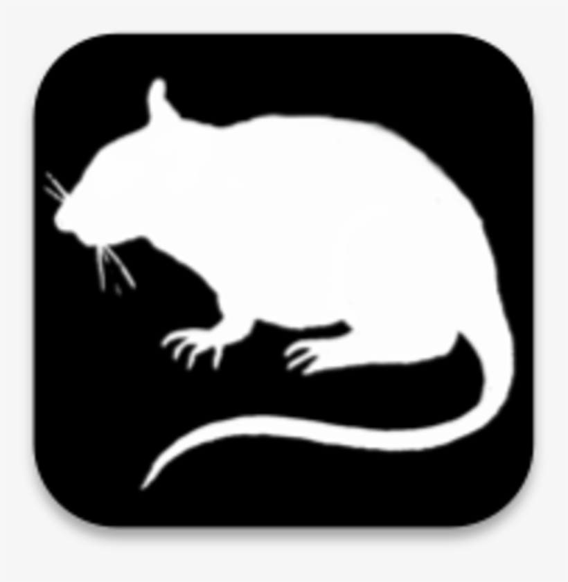 Rat, transparent png