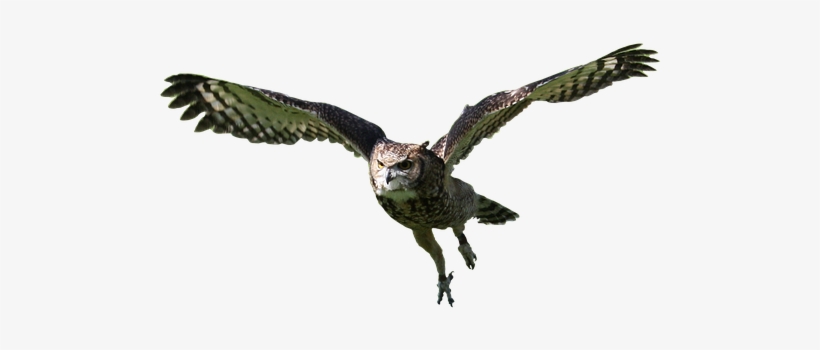 Svg Library Stock Flight Silhouette At Getdrawings - Coruja Voando Png, transparent png