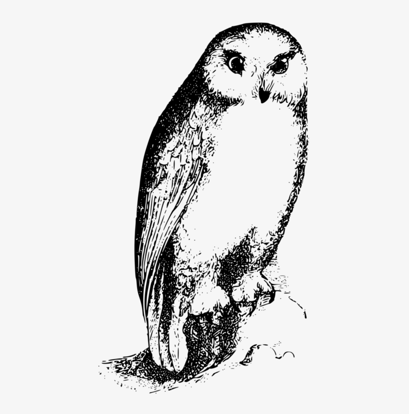 Bird Owl Drawing Silhouette Beak - Bird, transparent png