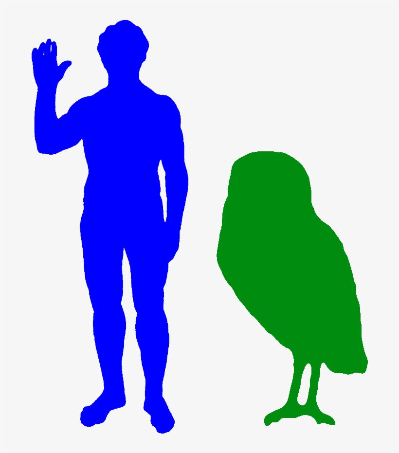 The Cuban Giant Owl Was The Biggest Owl Ever - Largest Owl Ever, transparent png
