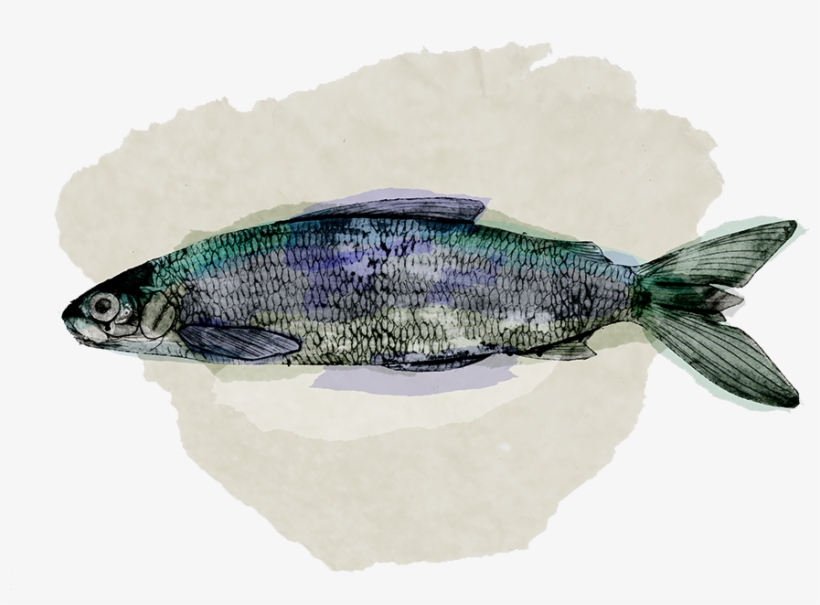 Illustration, transparent png