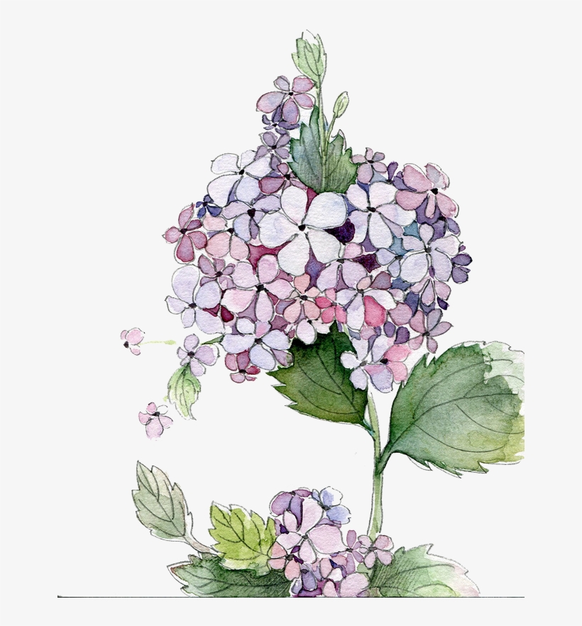 Picture Royalty Free Stock Painting Flower Flowers - Hydrangea Watercolor, transparent png