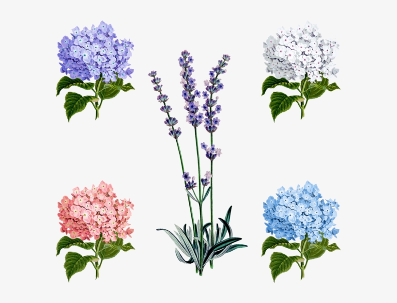 Vector Free Collection Of Free Drawing Pixiv Download - Vintage Lavender Seed Packets, transparent png