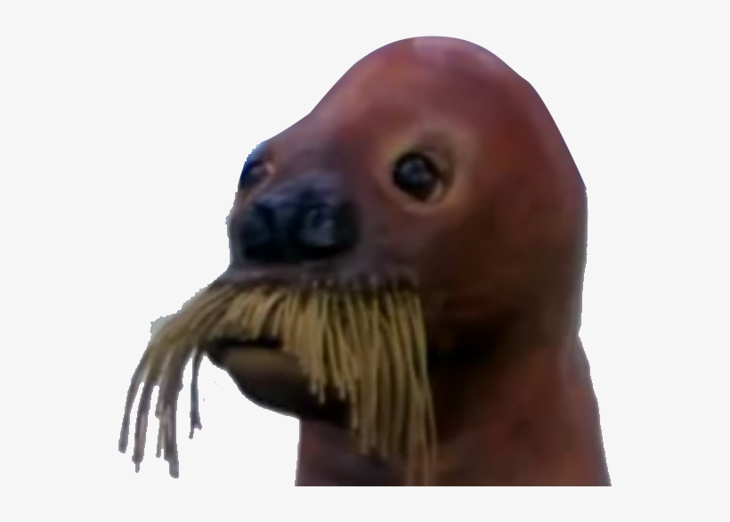 California Sea Lion, transparent png