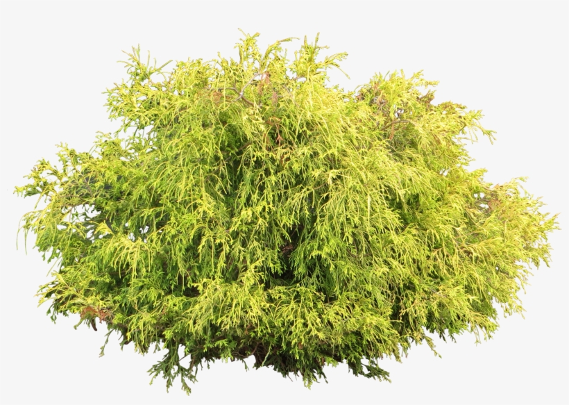 Juniper Bush - Tree Shrub Png, transparent png