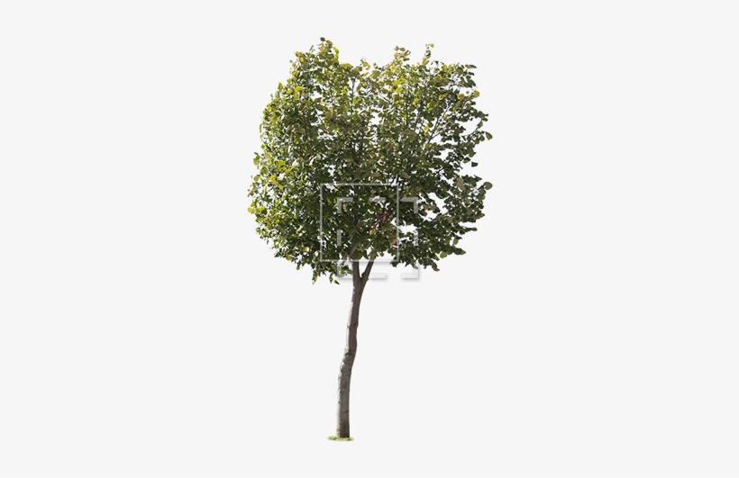 Parent Category - Trees For Architectural Rendering, transparent png