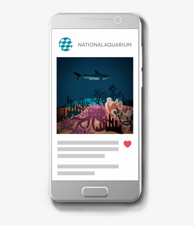 Phone-ig - National Aquarium, transparent png