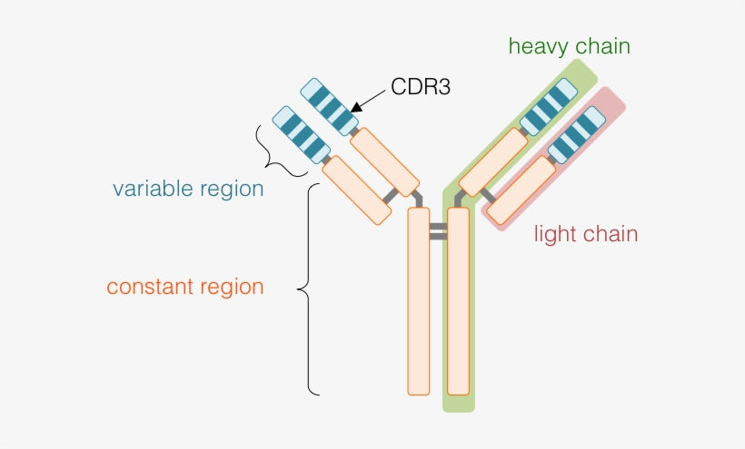 Images/ig - Ig 3 Immunoglobulin, transparent png