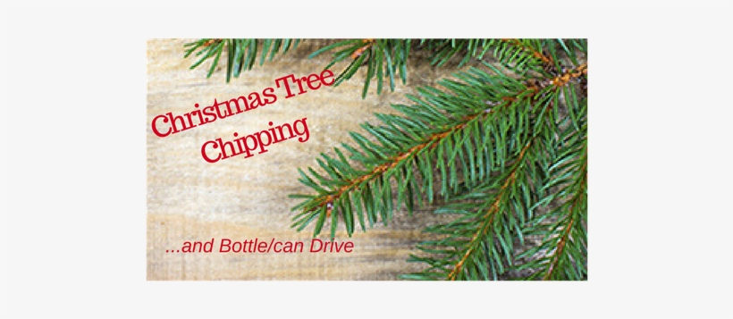 Christmas Tree Branch Png, transparent png