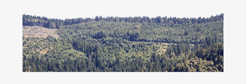 Share This Page - Spruce-fir Forest, transparent png