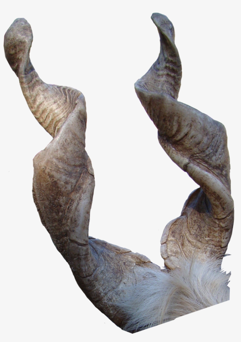Goat Horns Png - Goat, transparent png