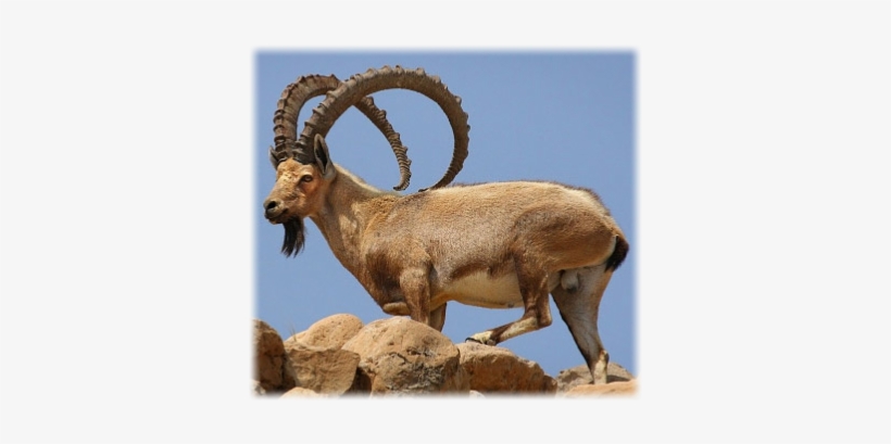 Nubian Ibex, transparent png