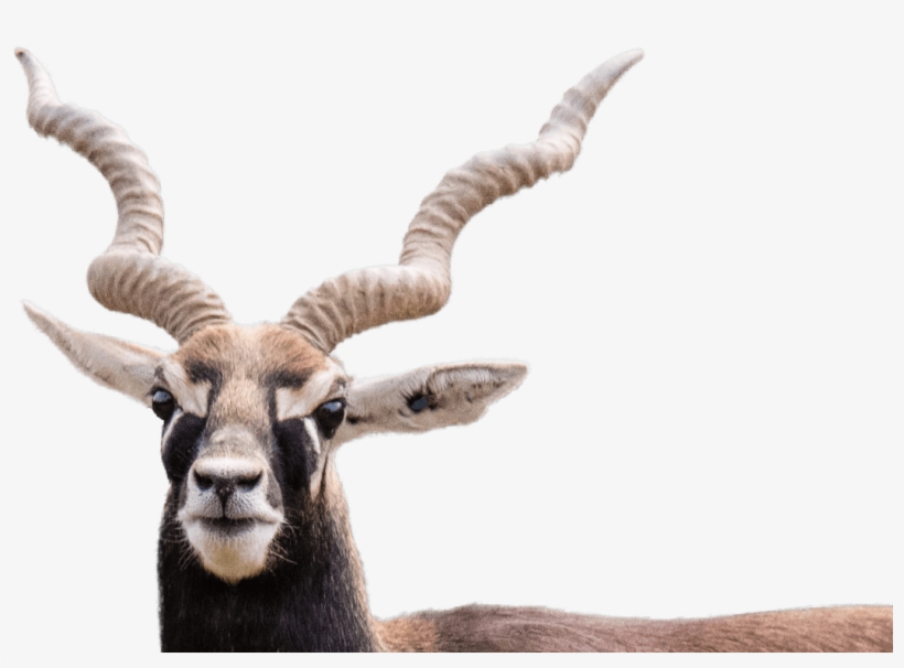 Blackbuck - Black Buck Png, transparent png