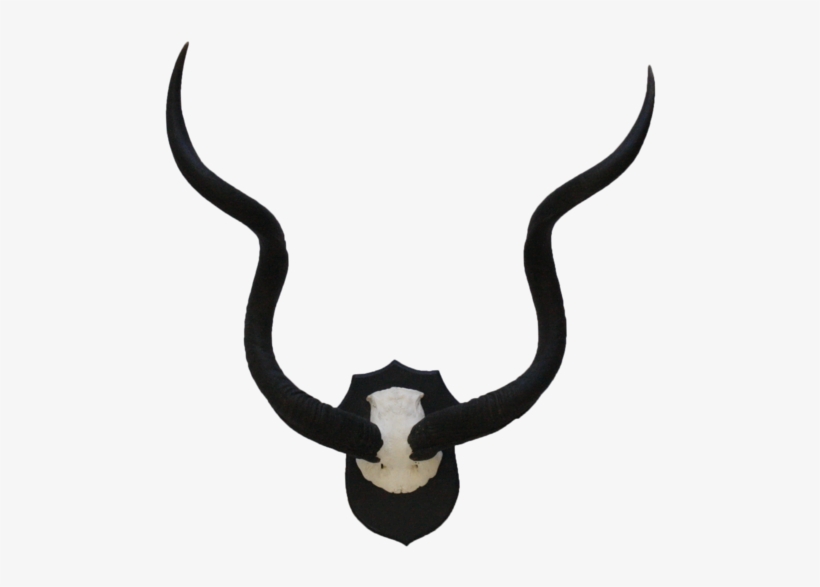 5222 Mounted Kudu Horns - Collezione, transparent png
