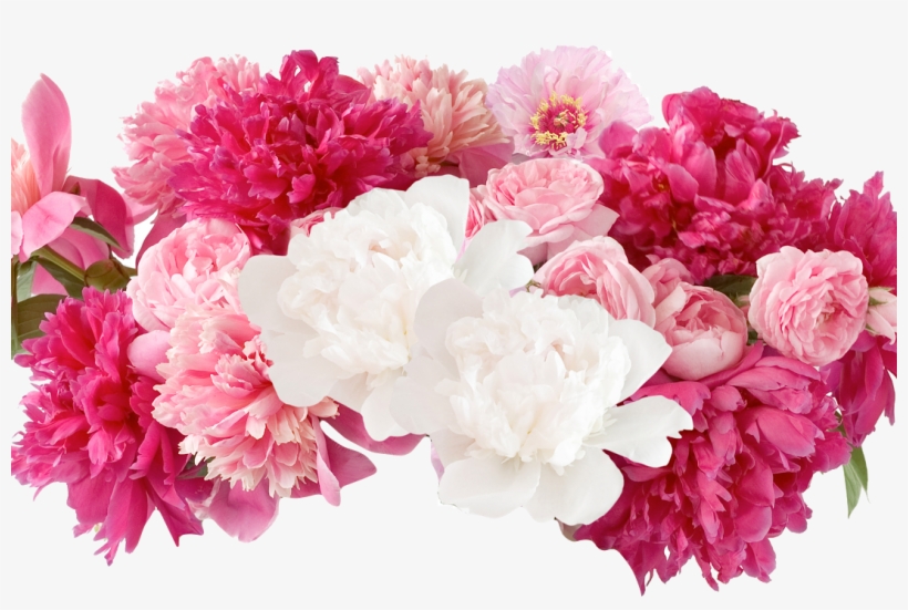 Fresh Cut - Flowers - Peonies - Peonies Png, transparent png