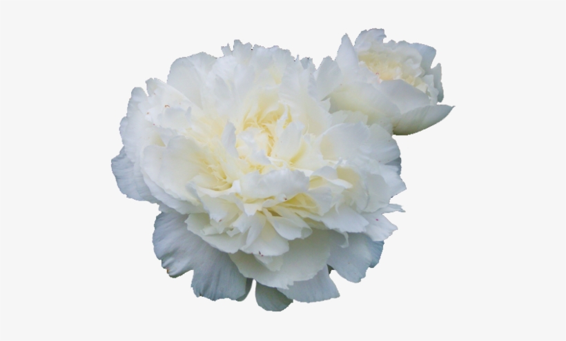 Publicat De Eu Ciresica La - Peony Flower White Png, transparent png