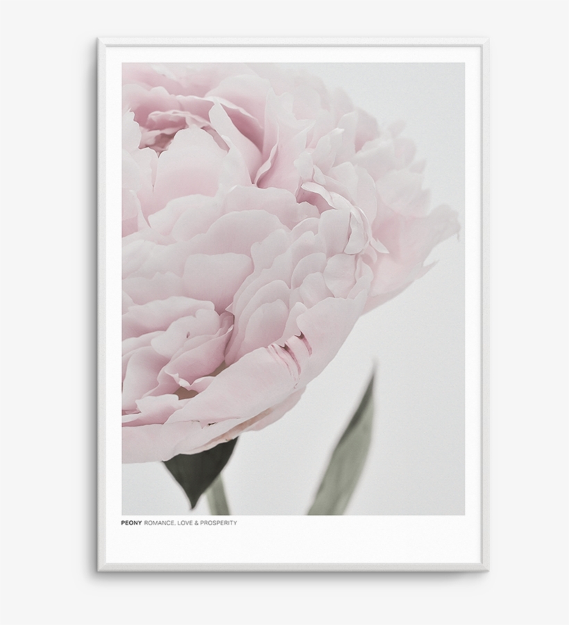 Romance Film, transparent png