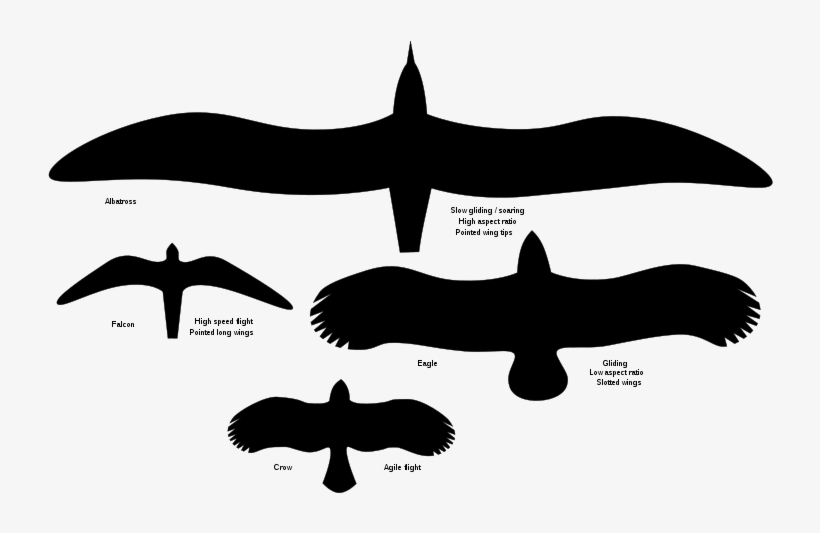 Birdwingshape - Type D Aile Oiseau, transparent png