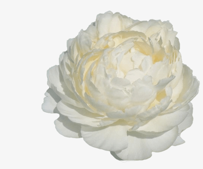 Common Peony, transparent png
